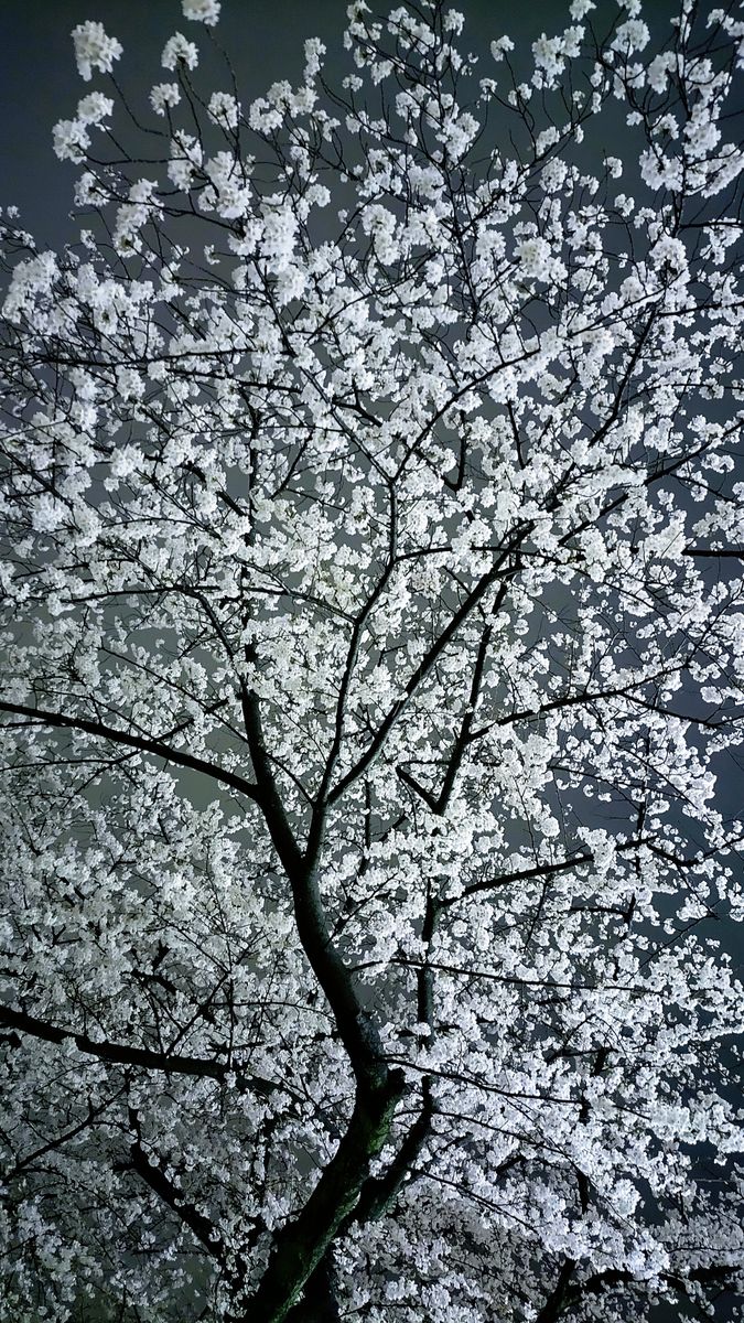 空からのお花見、いかがですか。