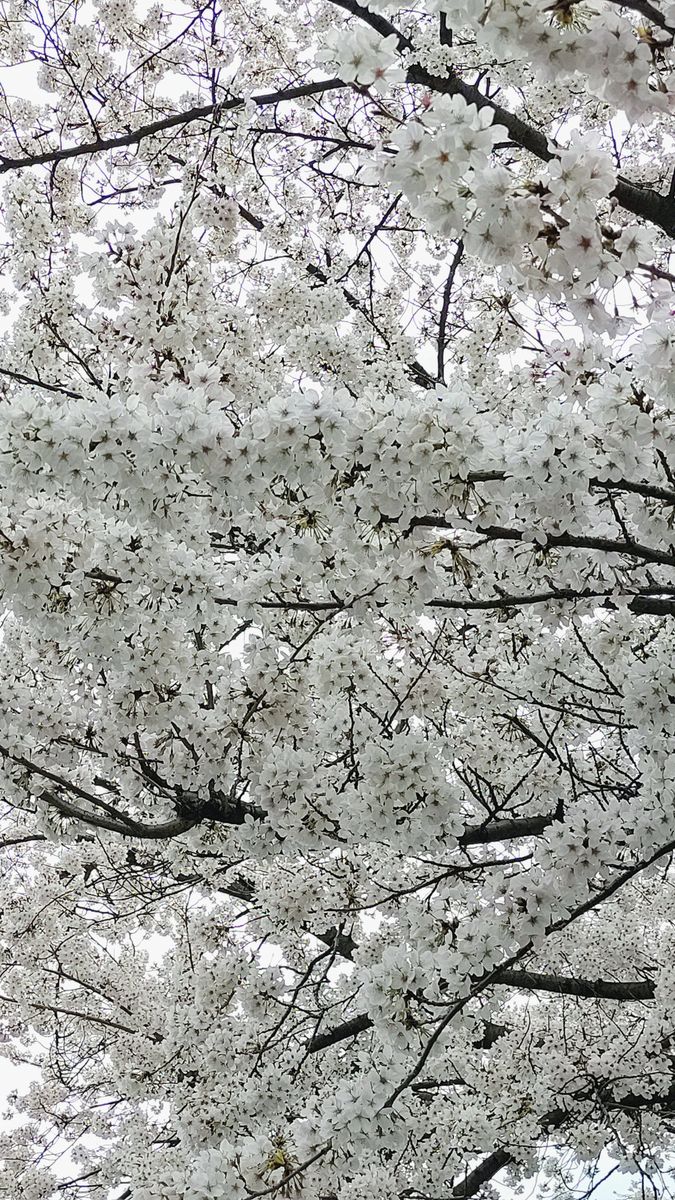 空からのお花見、いかがですか。