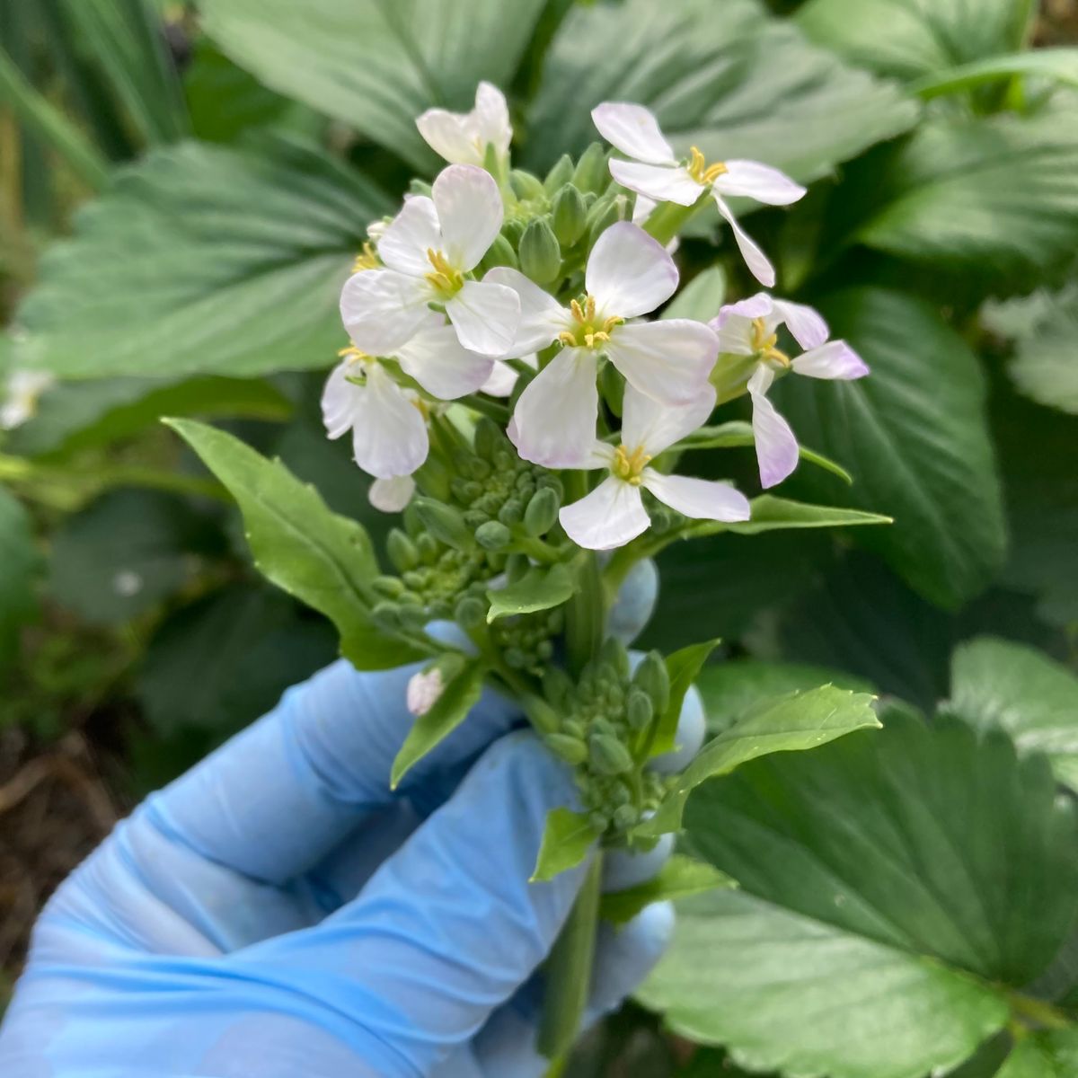 野菜たちの花茎で堆肥作り、リン酸に特化したぼかし肥料を仕込む