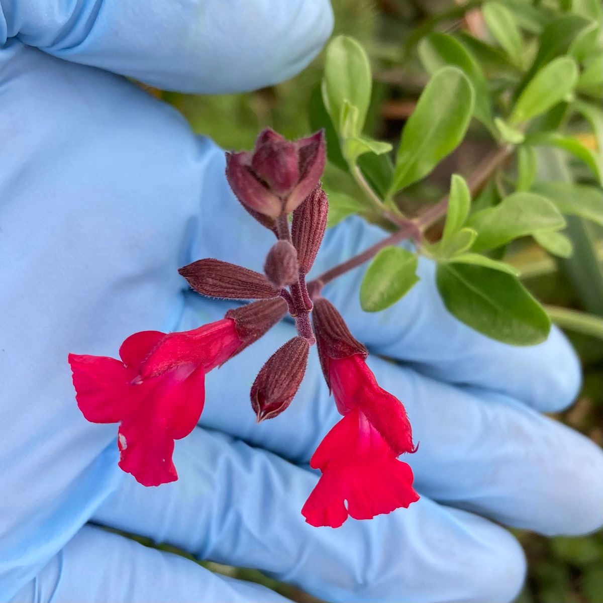 野菜たちの花茎で堆肥作り、リン酸に特化したぼかし肥料を仕込む