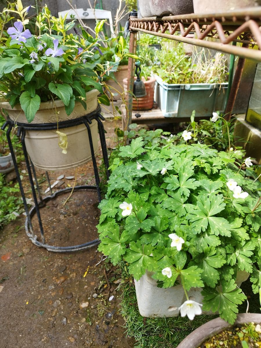 雨がしとしと、菜種梅雨。