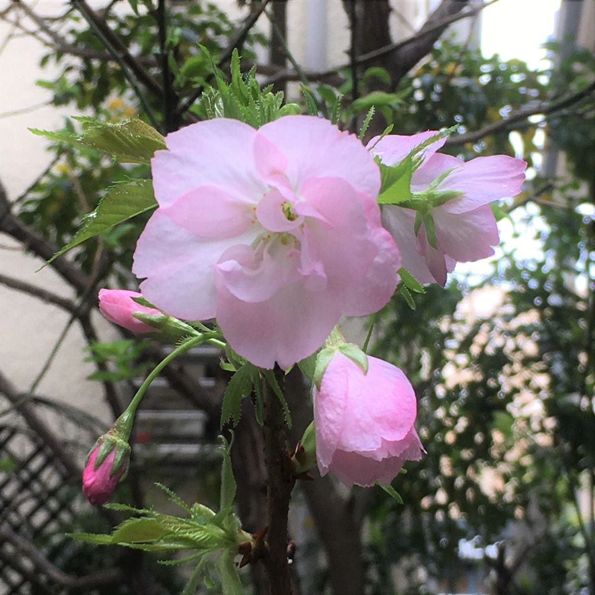 庭の一才桜