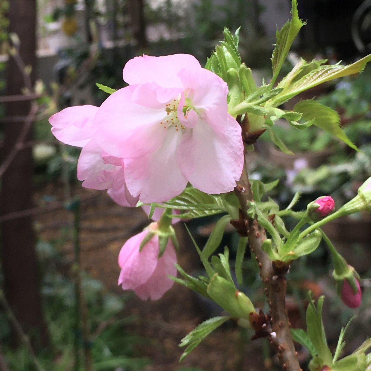 庭の一才桜