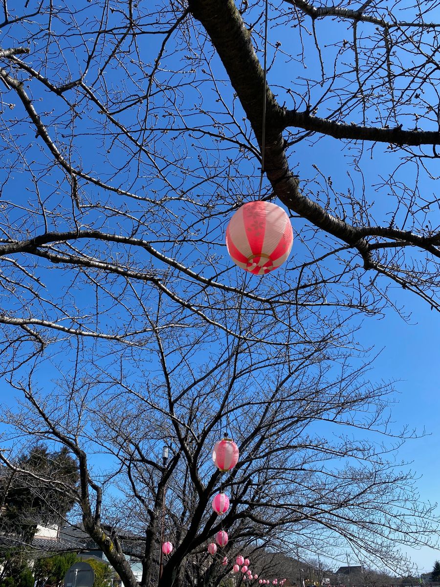 お花見団子はお預け😓