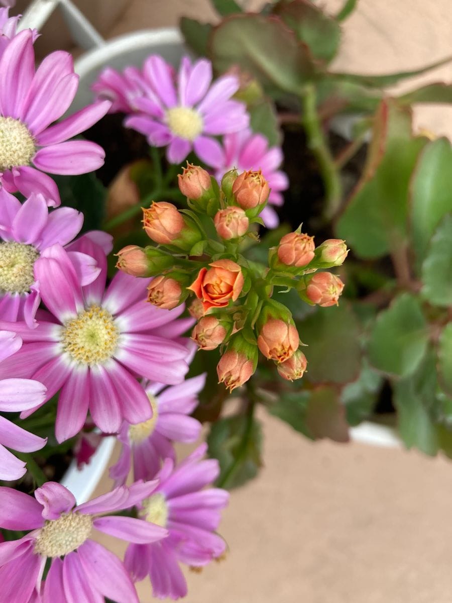 お花屋さんみたいよ