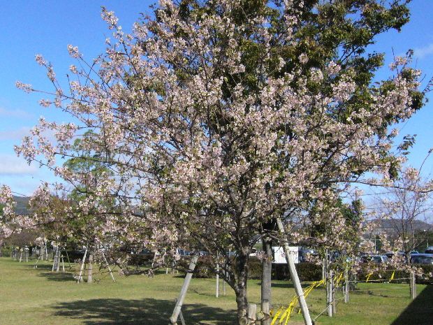 公園で出会いました。