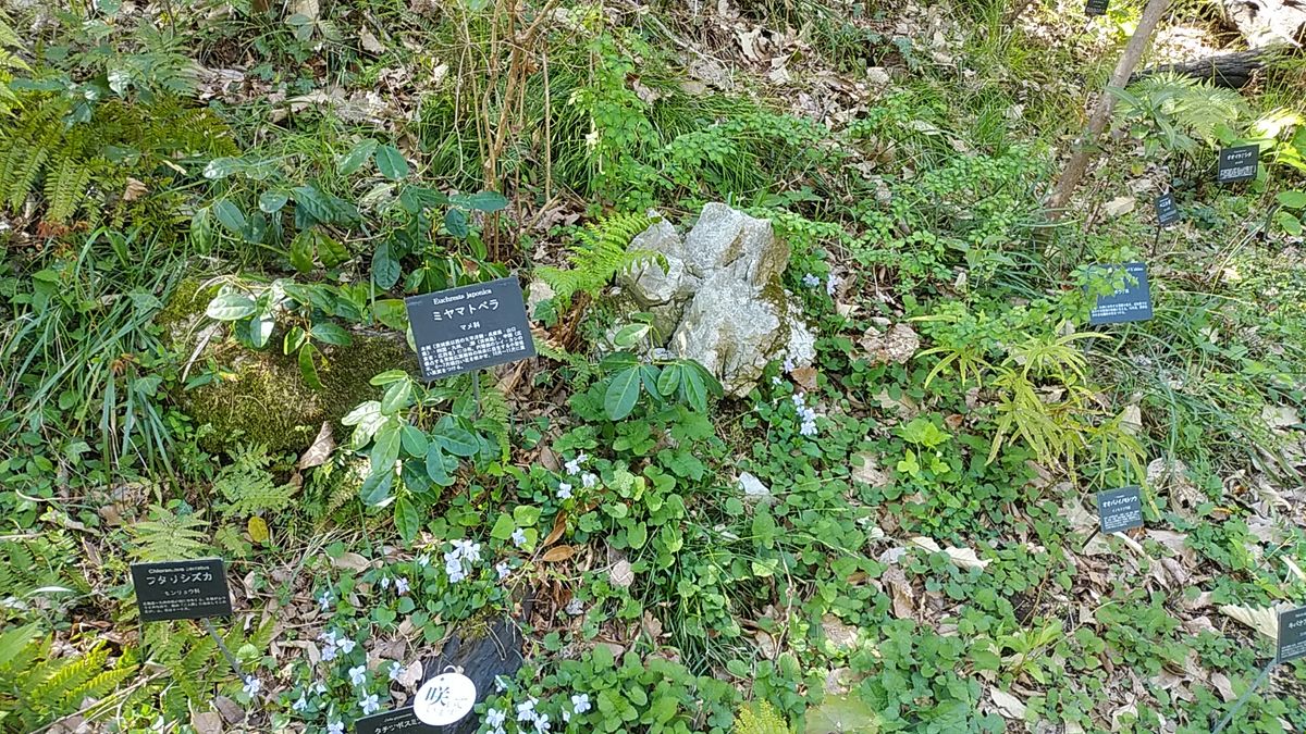 牧野植物園