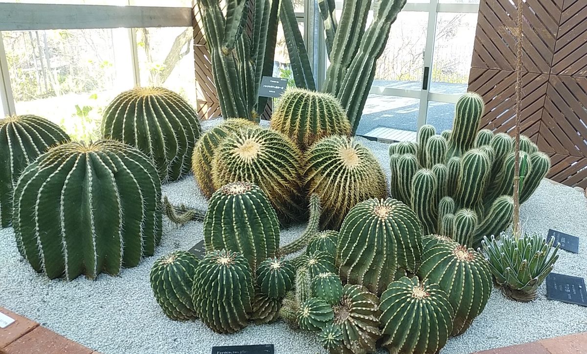 牧野植物園