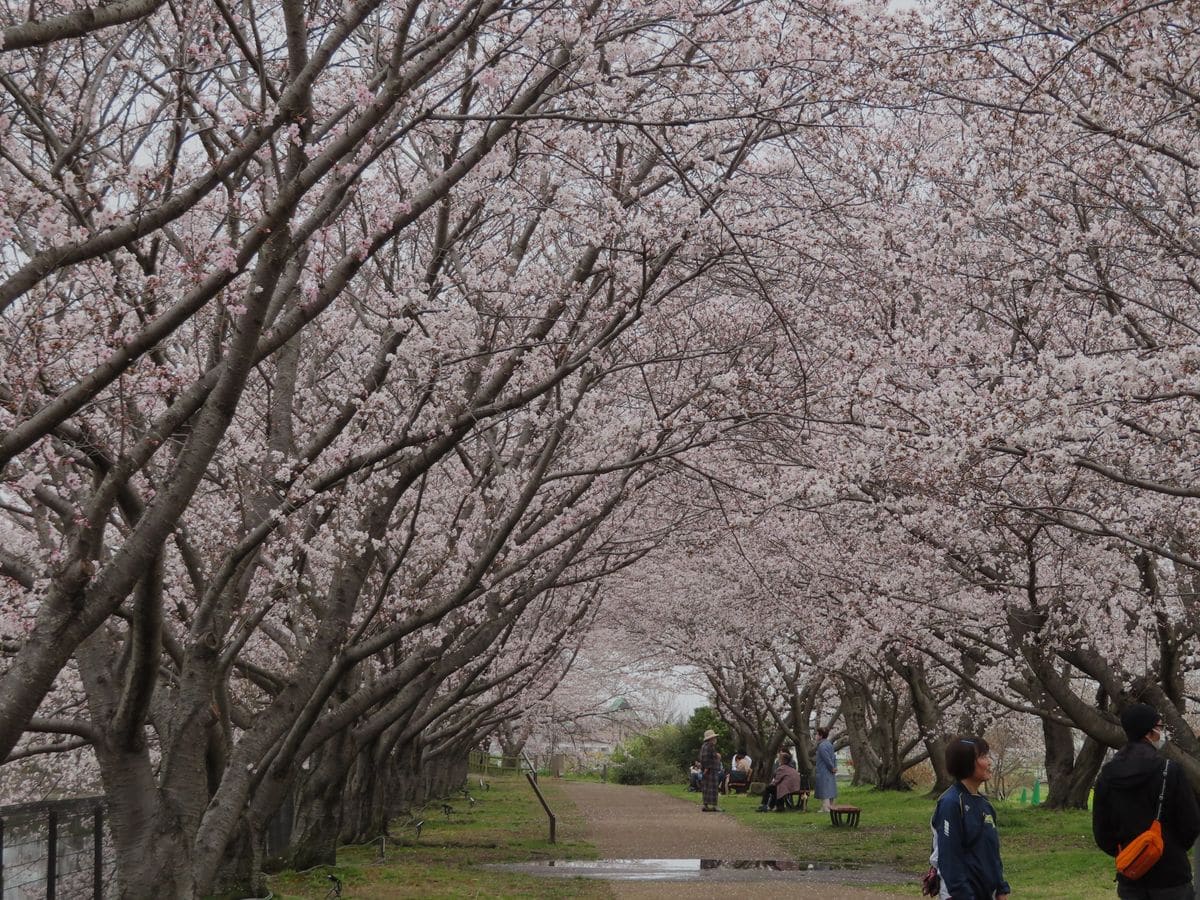 唐古・鍵遺跡史跡公園の桜