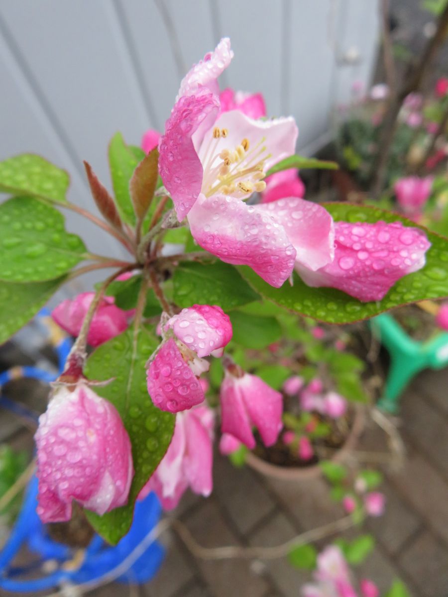 雨の朝