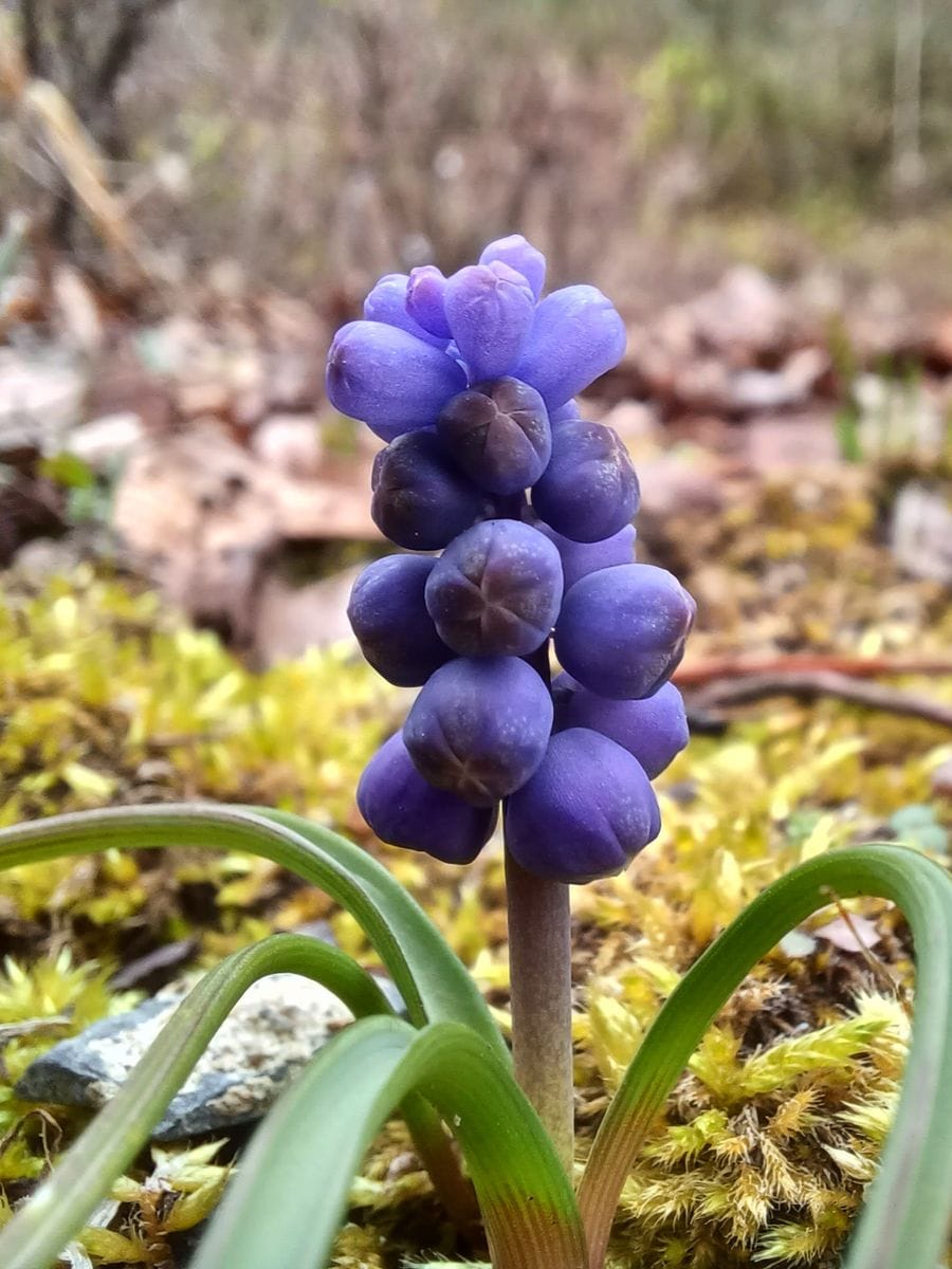 野の花　03/26