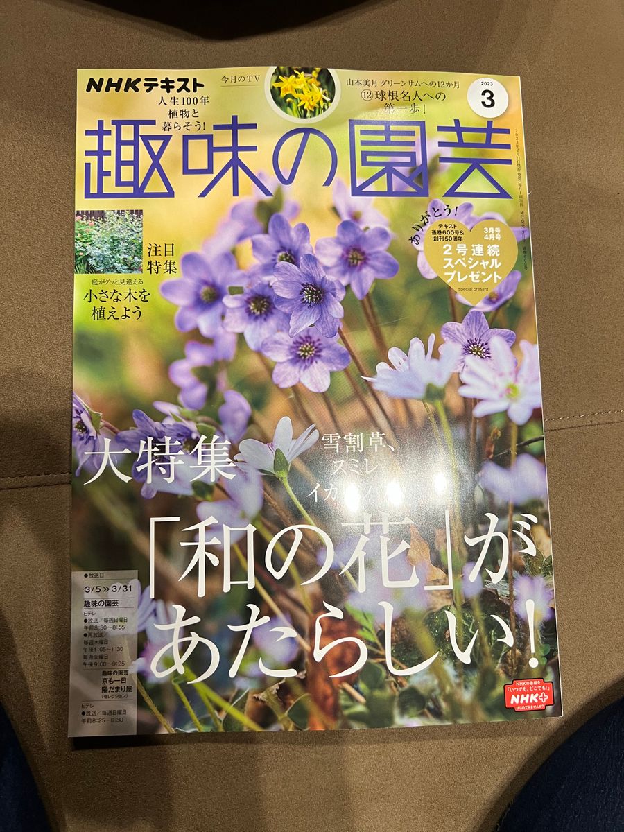 静養中、NHK趣味の園芸を見る朝