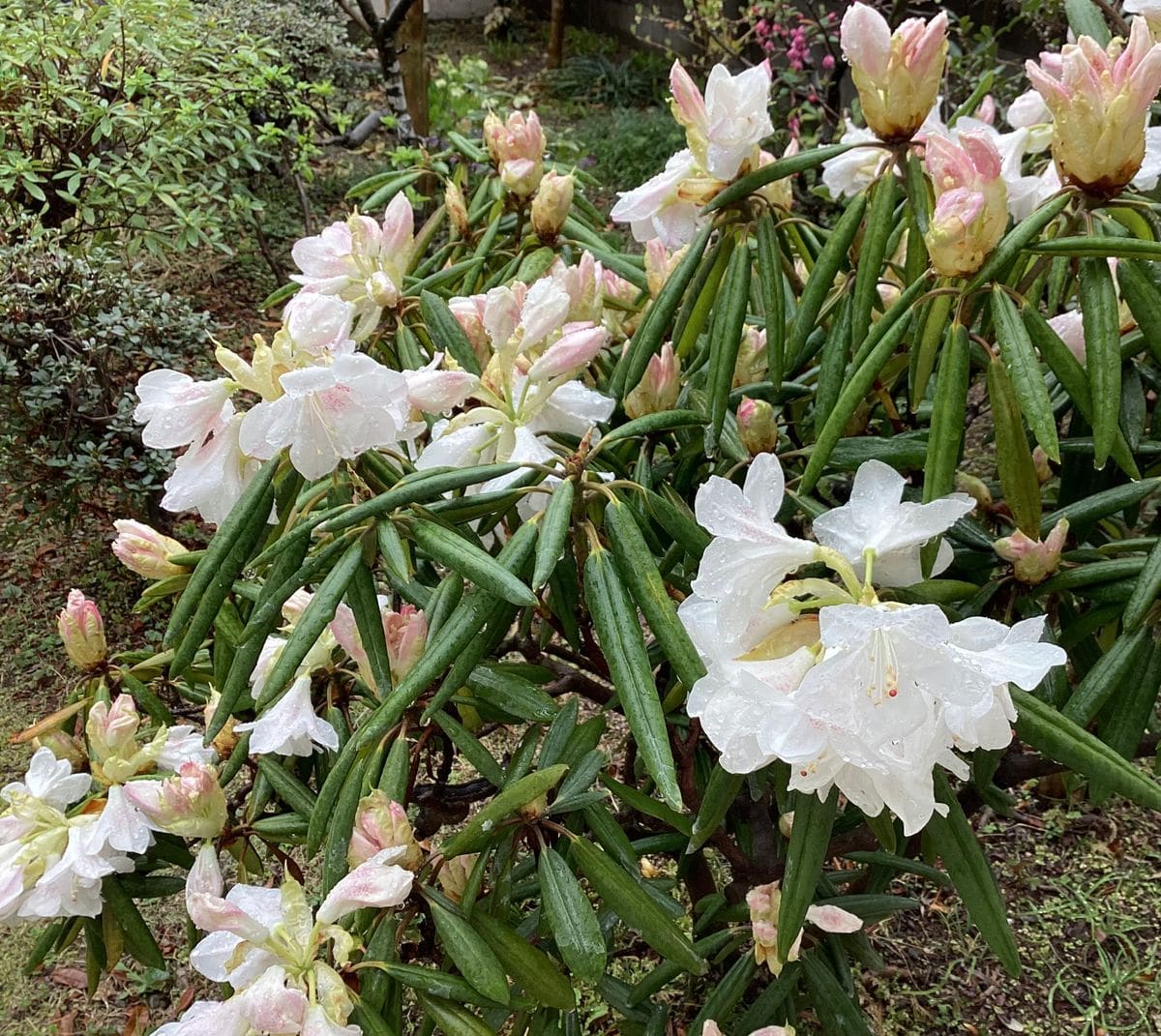 シャクナゲ💗ラナンキュラス🧡💖ポポーの蕾🤎💛