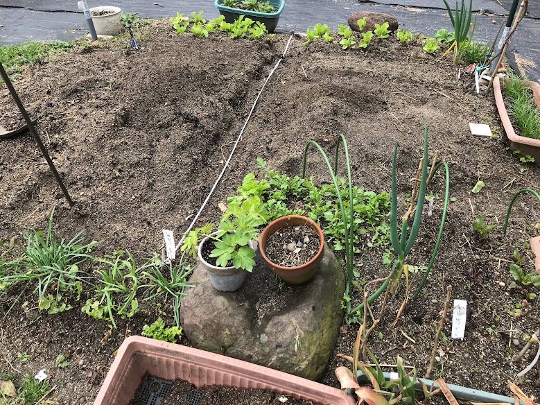 じゃが芋植えてテラスランチ❕