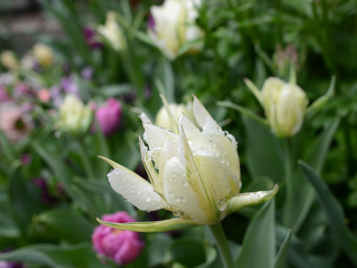 菜種梅雨