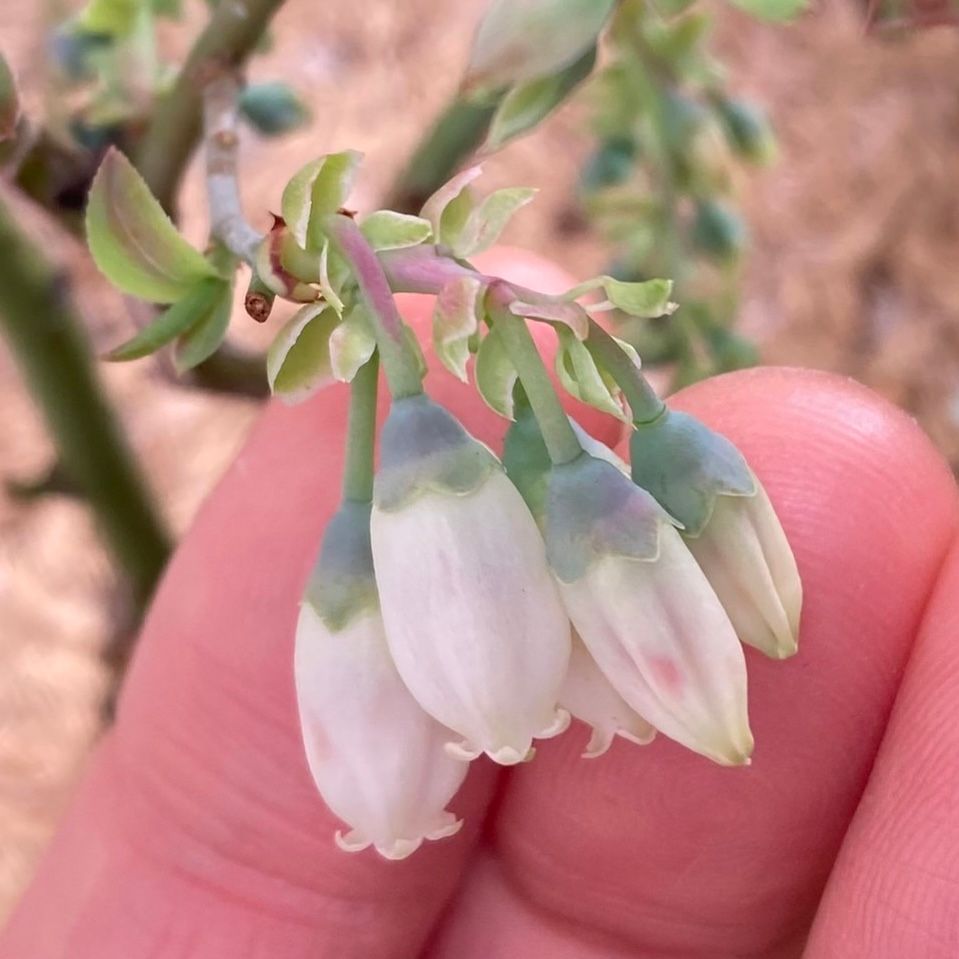 ブルーベリーが開花、挿し木の葉芽が展開