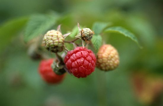 【植物図鑑】ラズベリーなど9種類追加