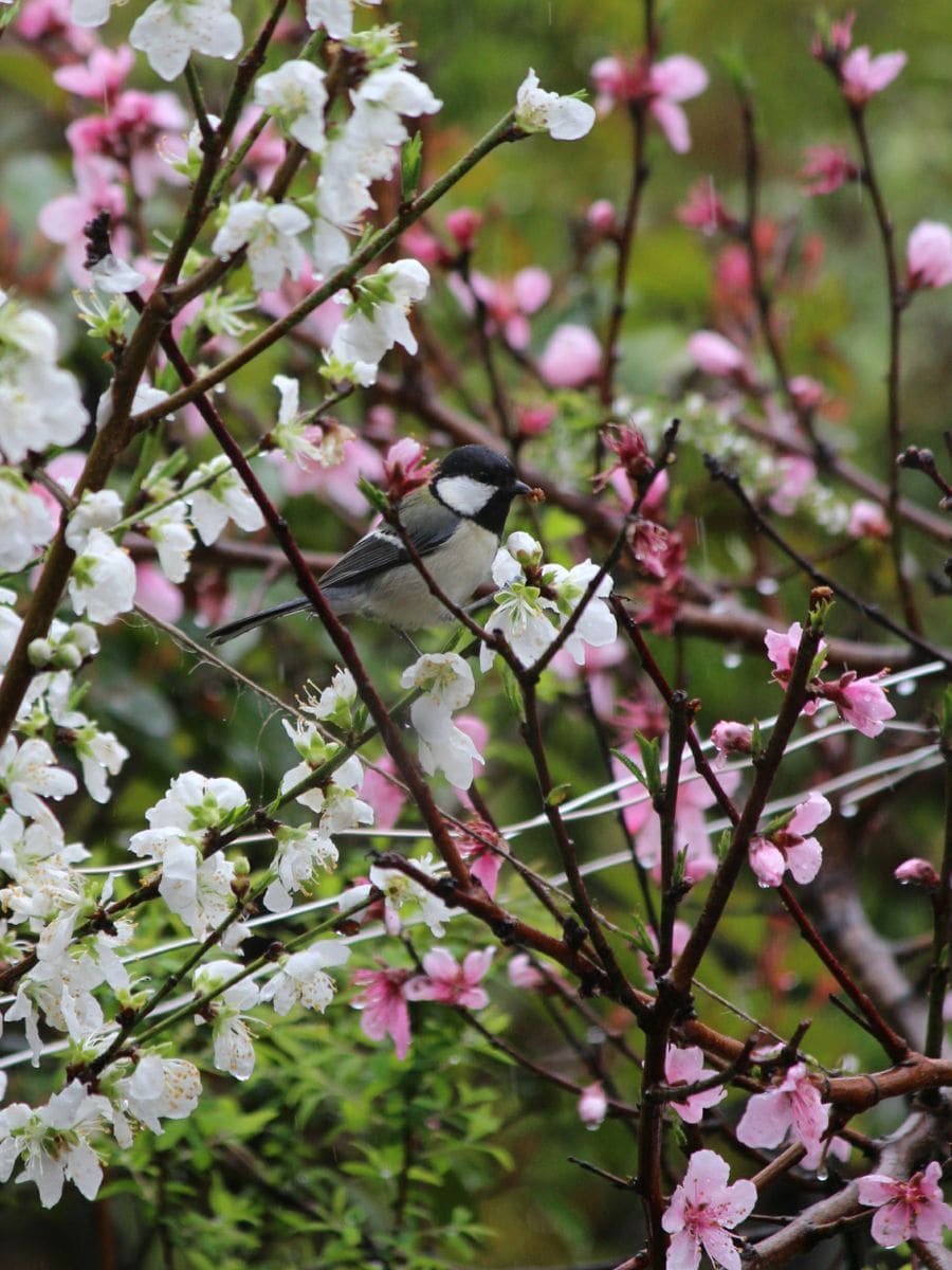 ☔春の雨の中、探す、、シジュウカラさん🐦