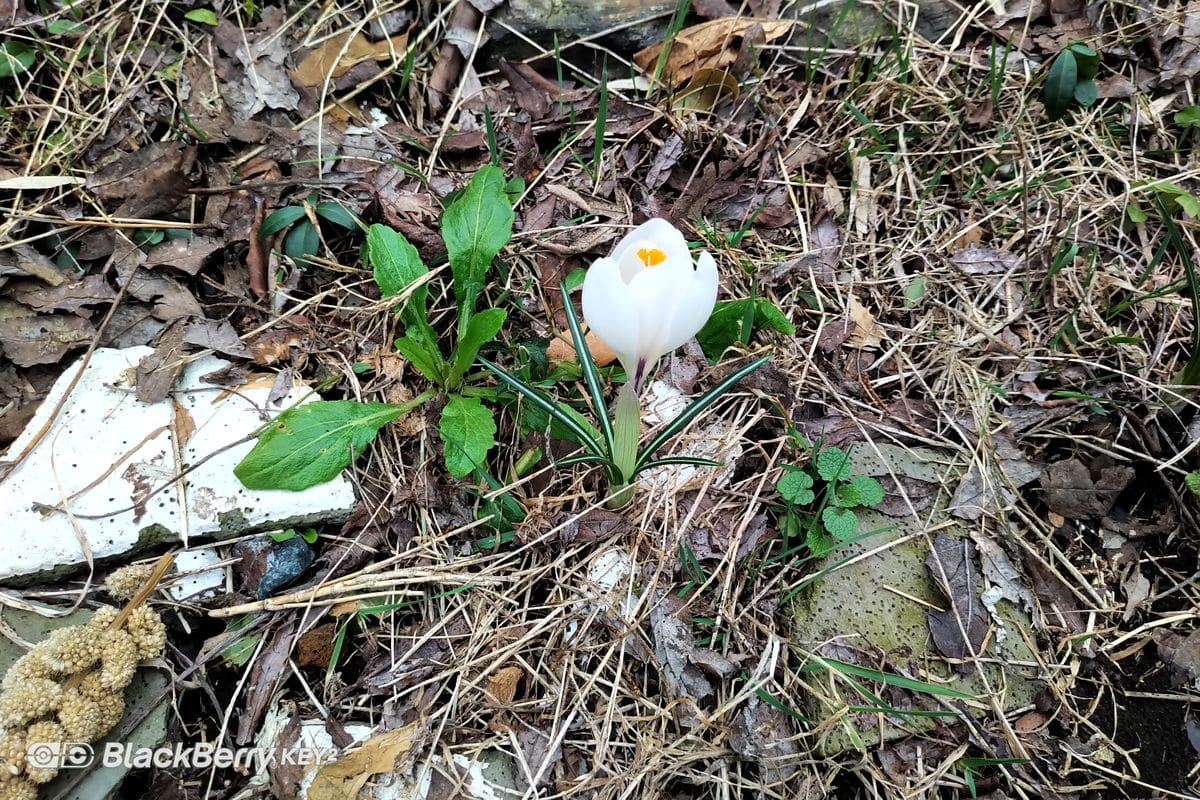 お庭のお花