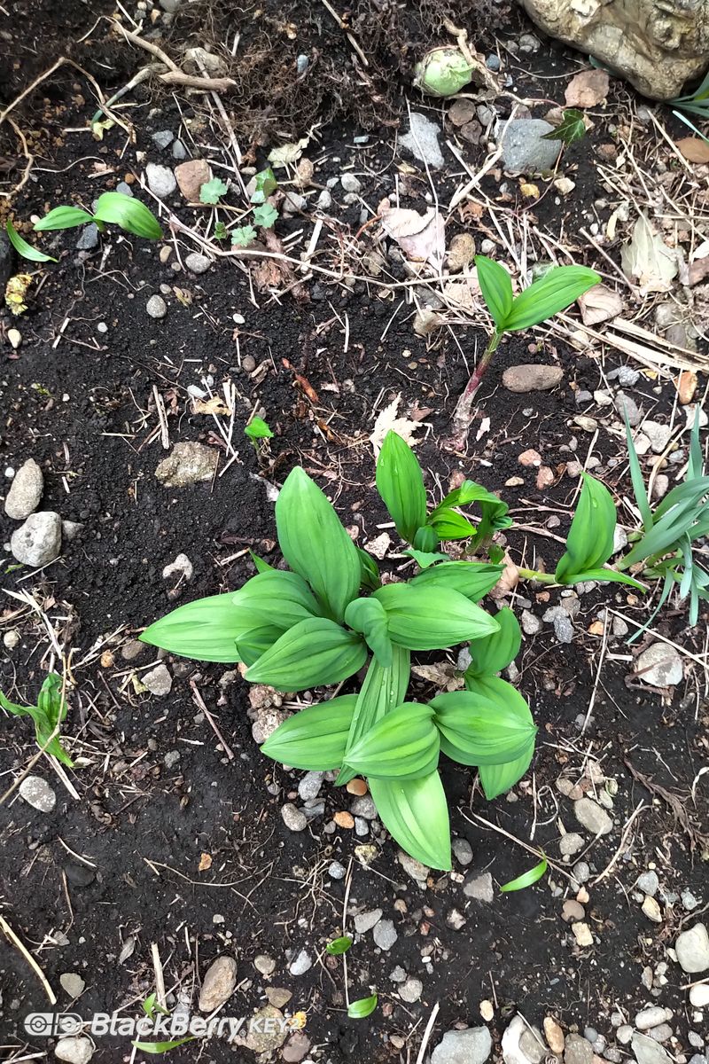 お庭のお花