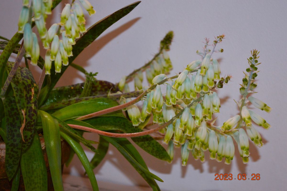 ラケナリア アロイデスvarバンジリアエの花