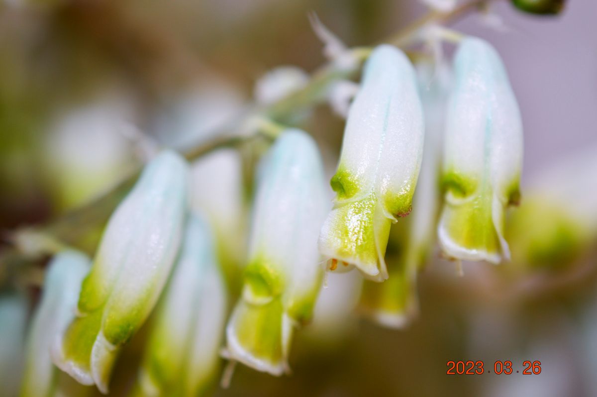 ラケナリア アロイデスvarバンジリアエの花