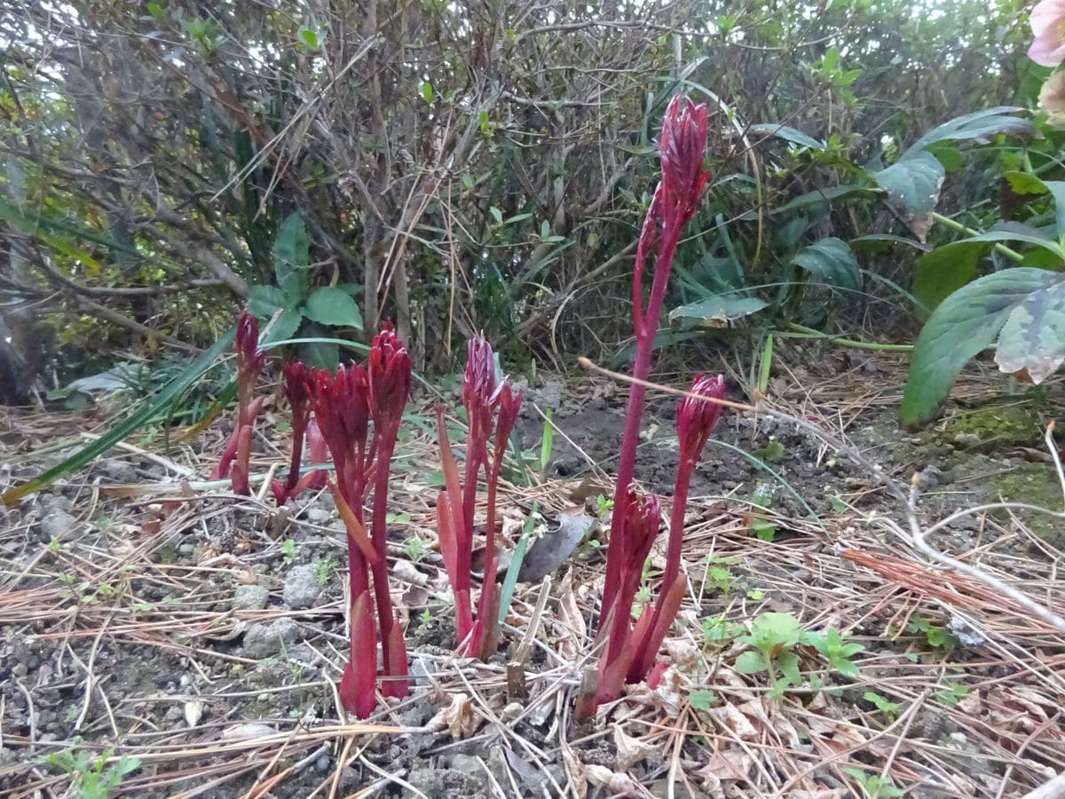 ニョキ、ニョキニョキ、ニョキニョキニョキ