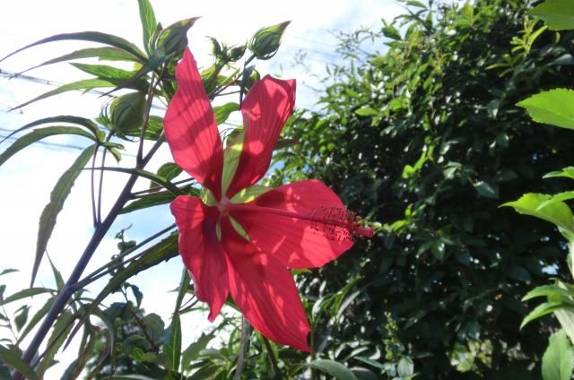 紅蜀葵とカサブランカ