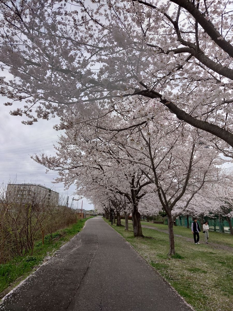 桜とサボテン🌸🌵