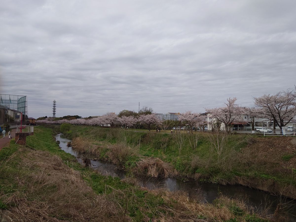 桜とサボテン🌸🌵