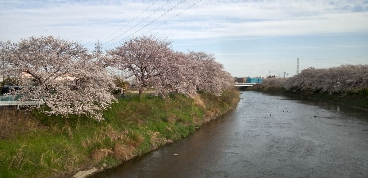 ☆五条川の桜🌸☆