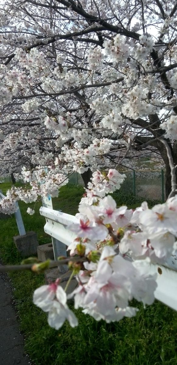 ☆五条川の桜🌸☆