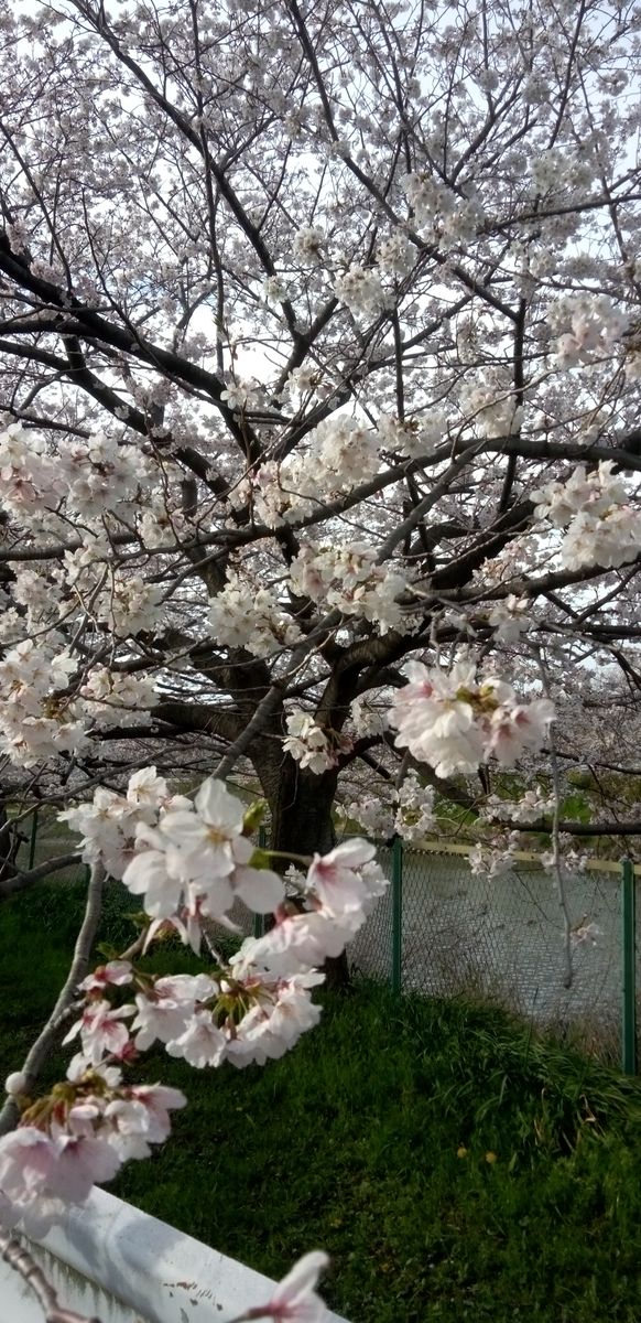 ☆五条川の桜🌸☆