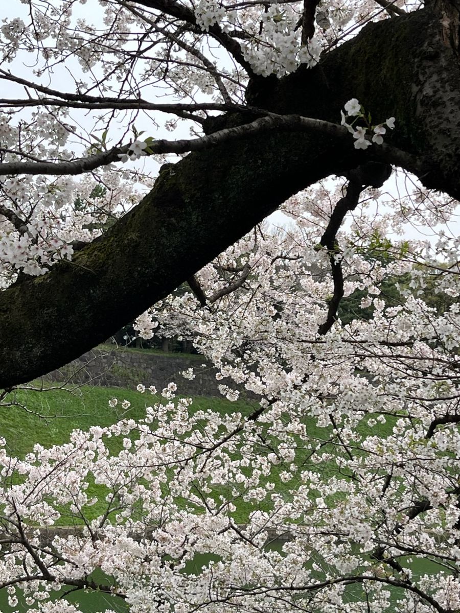 千鳥ヶ淵