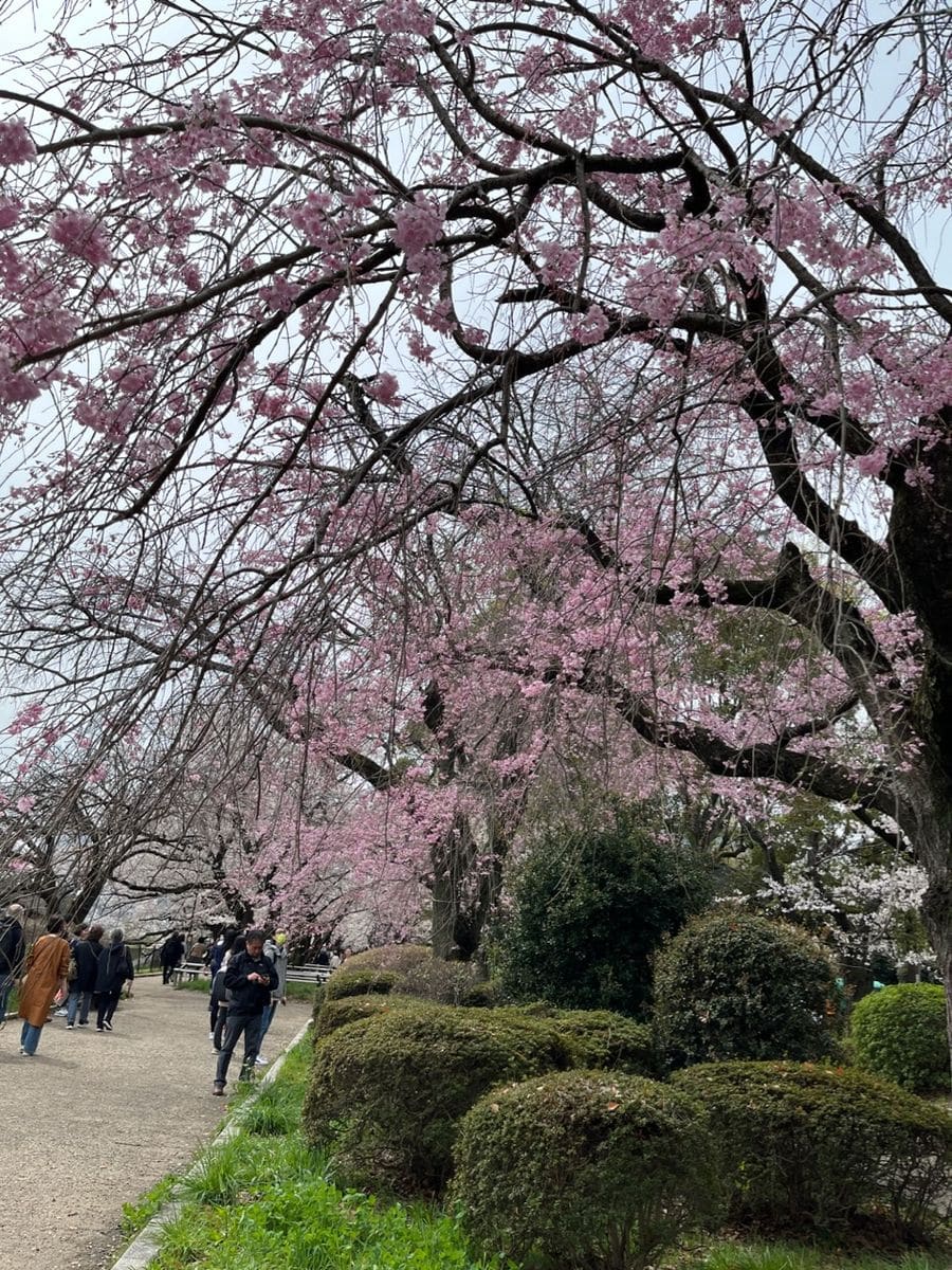 千鳥ヶ淵