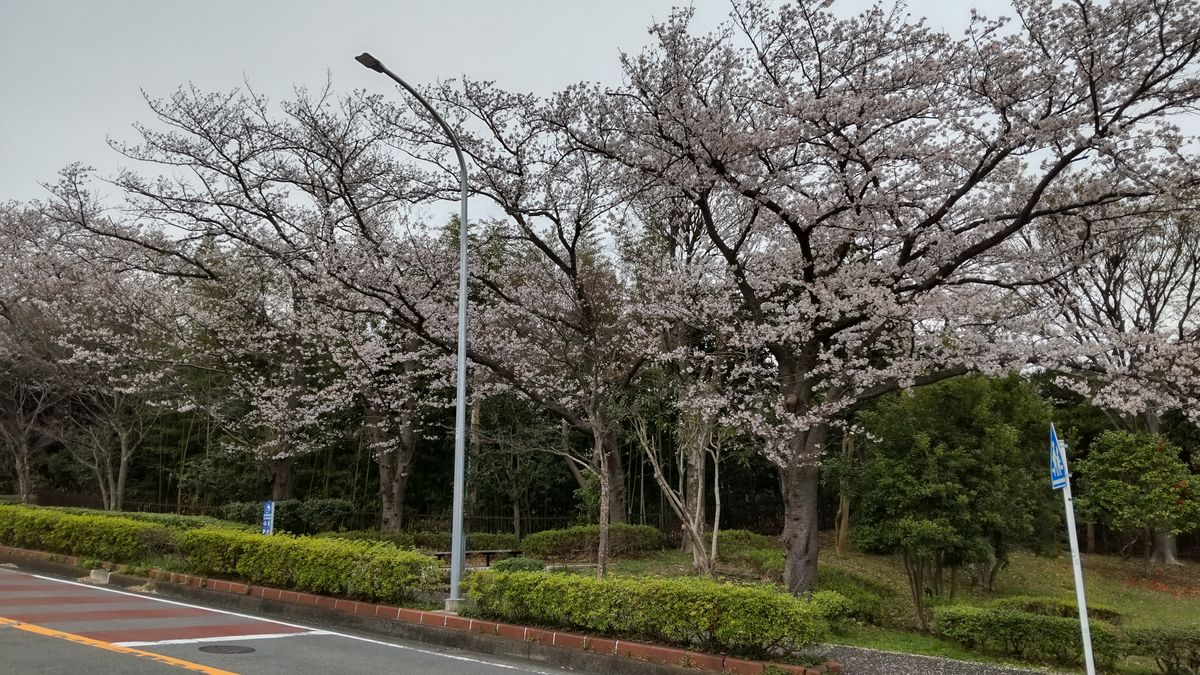 桜🌸ウォーキング