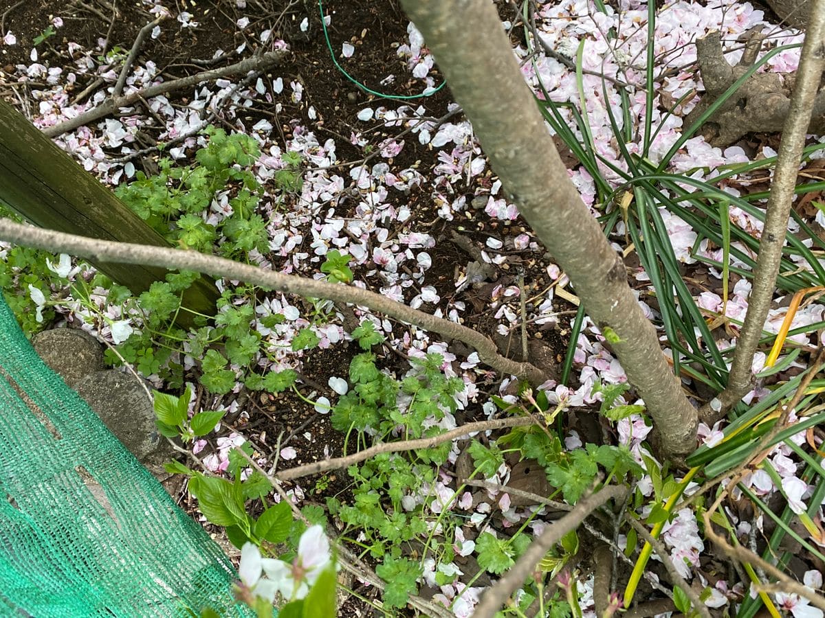 新種かもしれない？桜