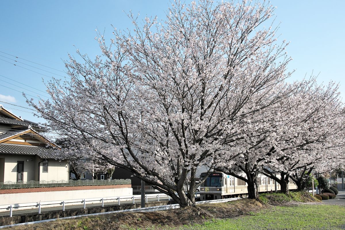 桜は満開：🌸と鉄道