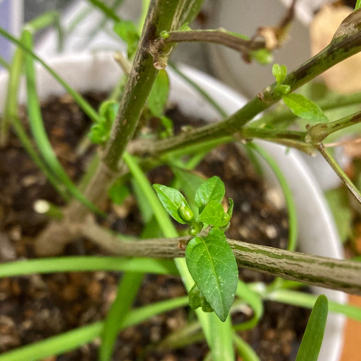 室内で越冬した鉢植え唐辛子の切り戻しと土の入れ替え、唐辛子竹酢液を仕込む