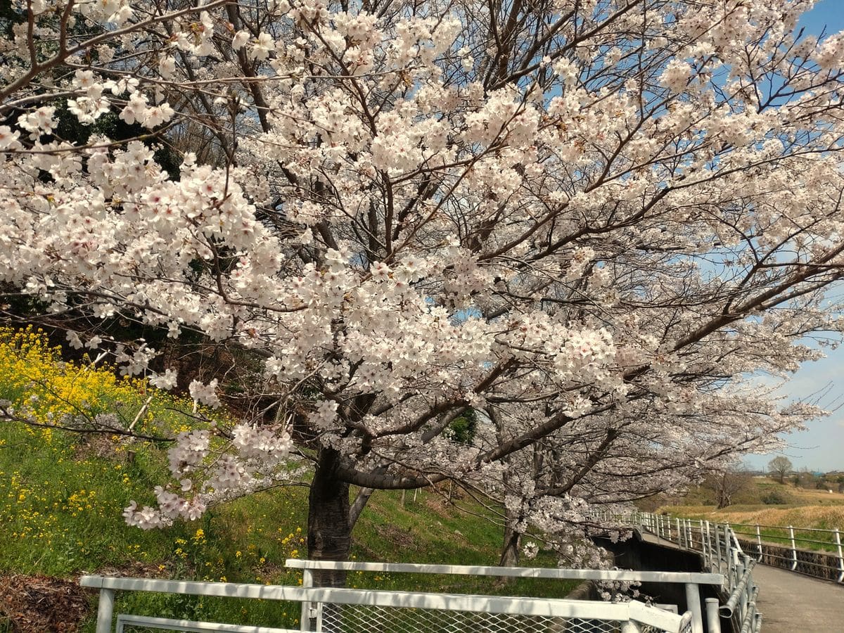 県境の桜並木