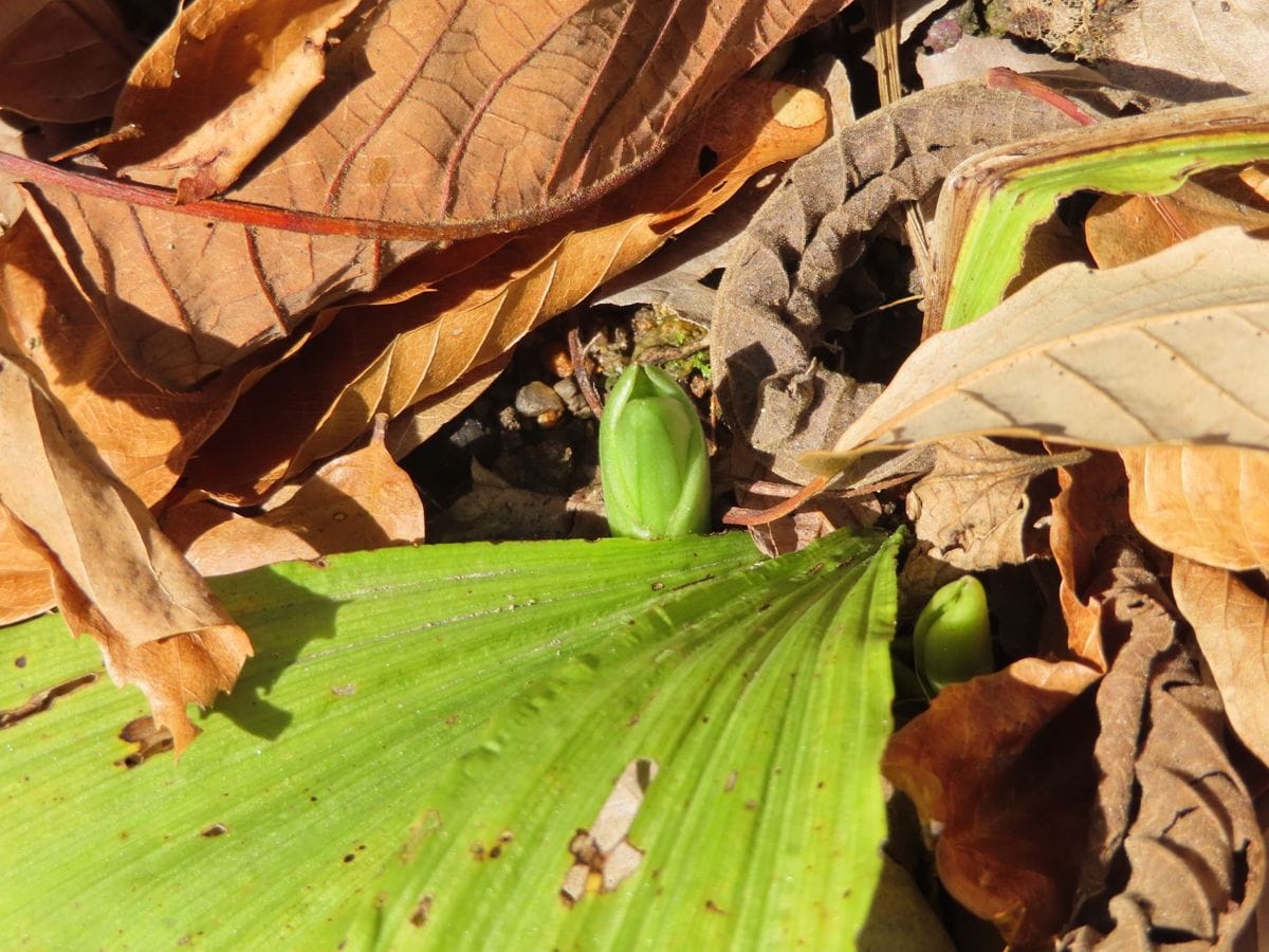 エビネの新芽