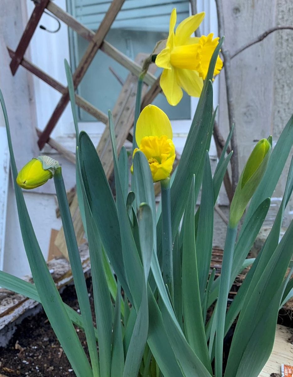 スイセンの開花第一号はベランダ