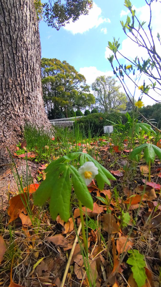 大船フラワーセンターの山野草③アメリカハッカクレン