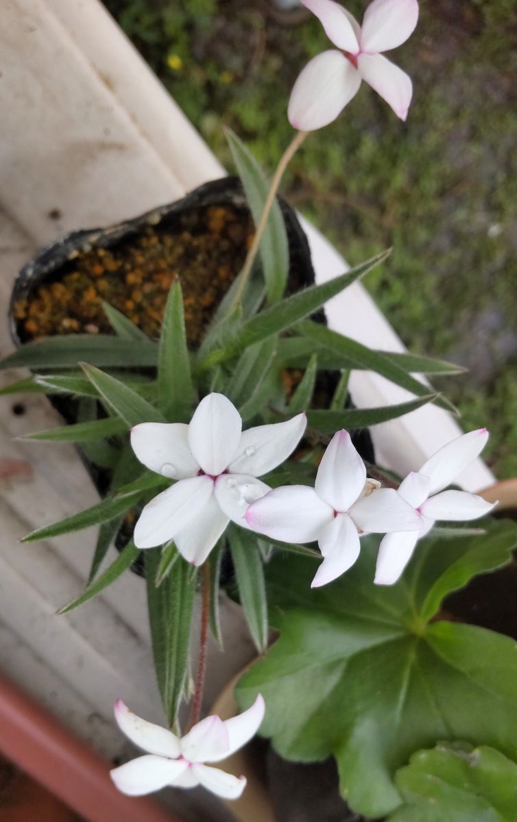 ホームセンターの山野草