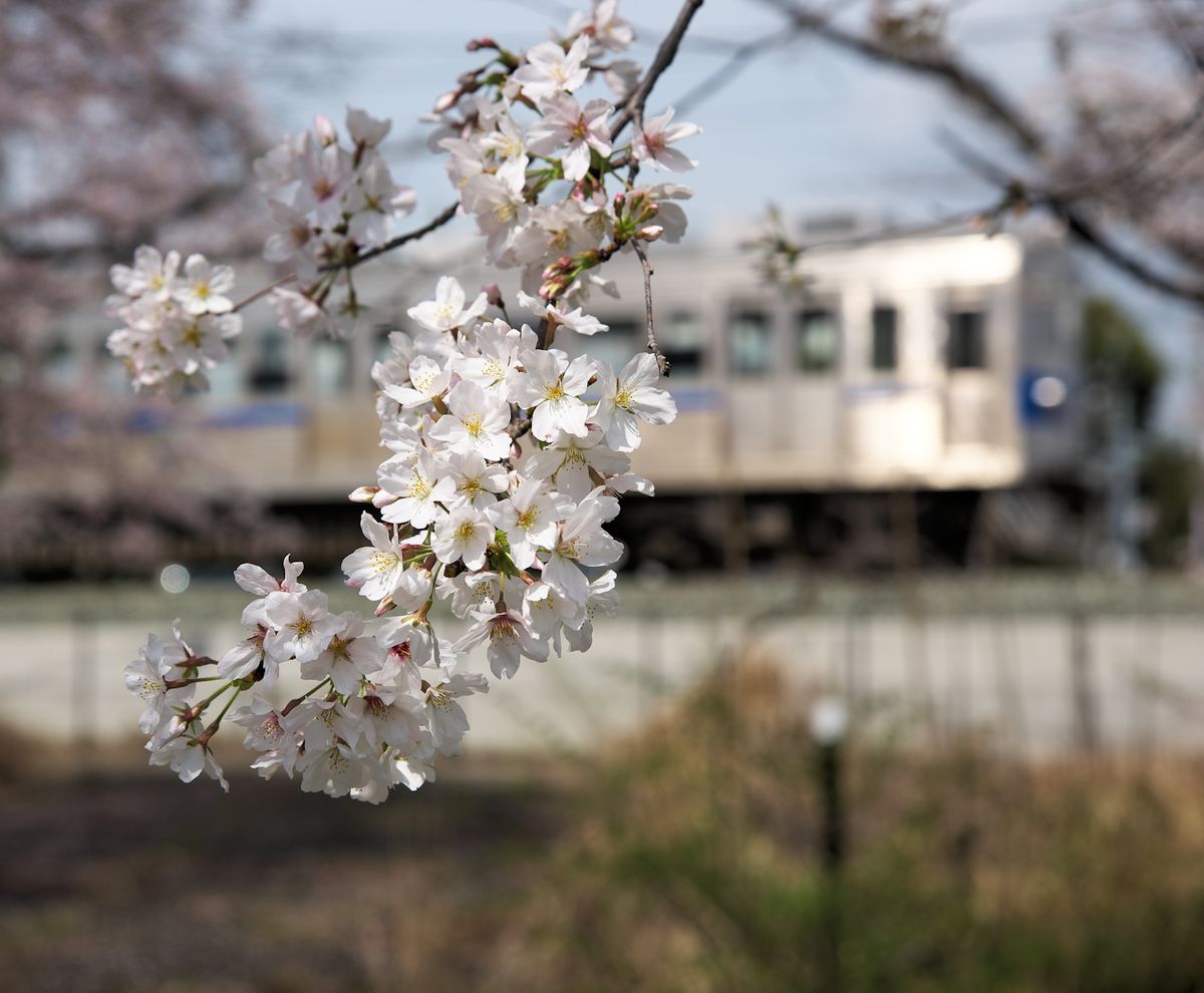 🌸と鉄道２