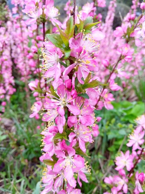 散歩で見かけた花。