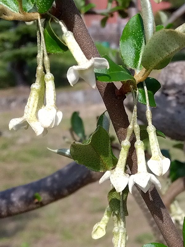 散歩で見かけた花。