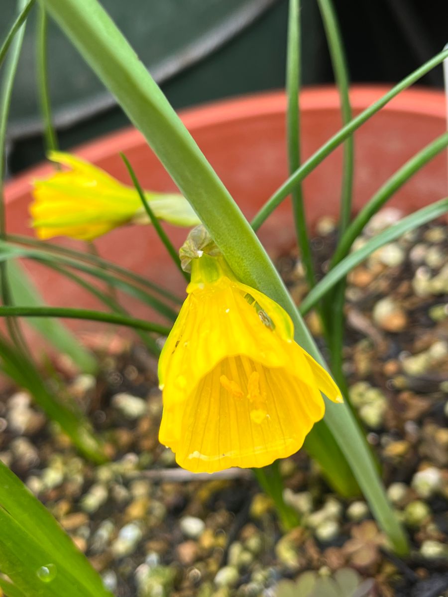 ペチコート水仙の開花