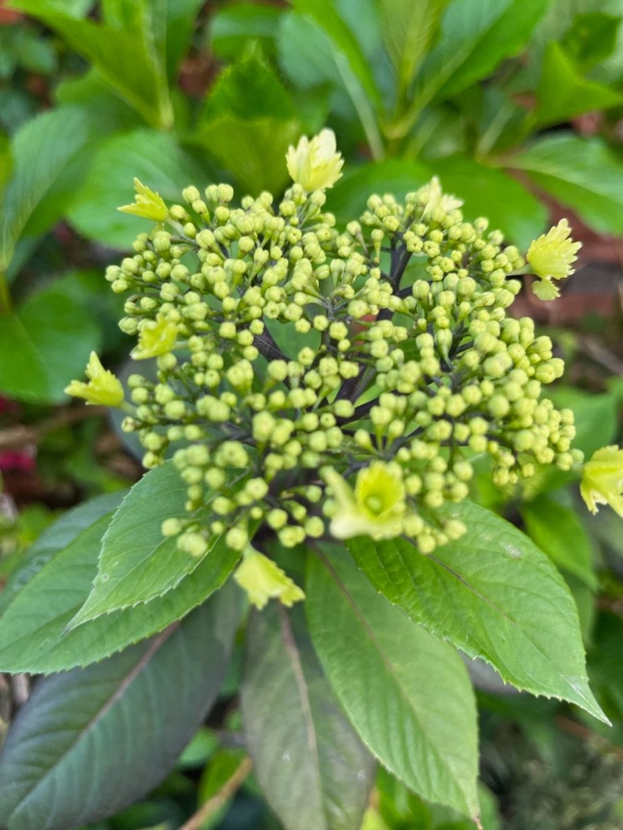 ペチコート水仙の開花