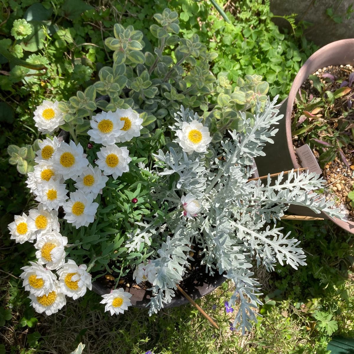 排水性と通気性を高めた寄せ植え、ヘリオトロープはすっかり元気に